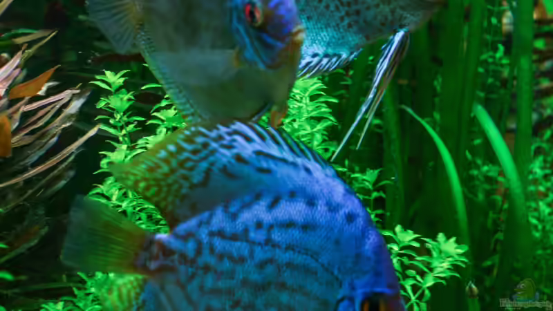 Diskusbande 30/08/2015 von Phil Cave (85)