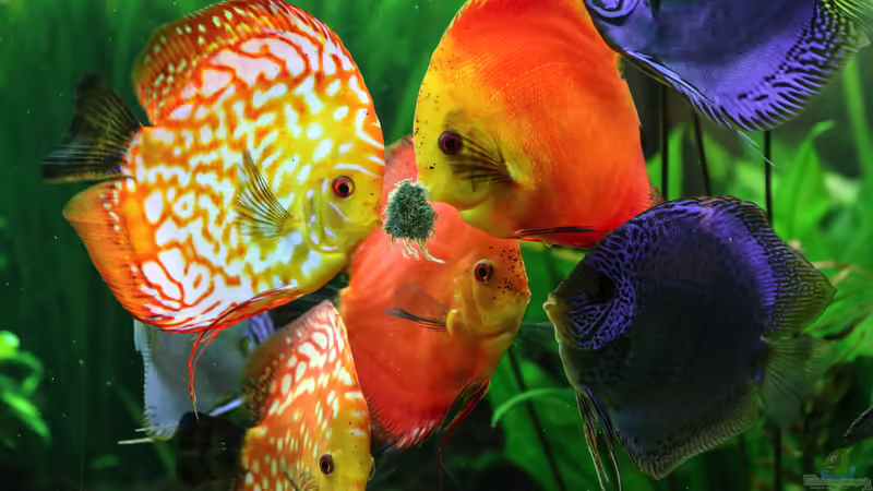 Diskusbande beim Füttern 13/12/2015 von Phil Cave (105)