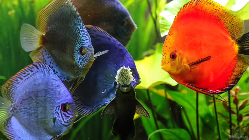 Diskusbande beim Füttern 13/12/2015 von Phil Cave (106)