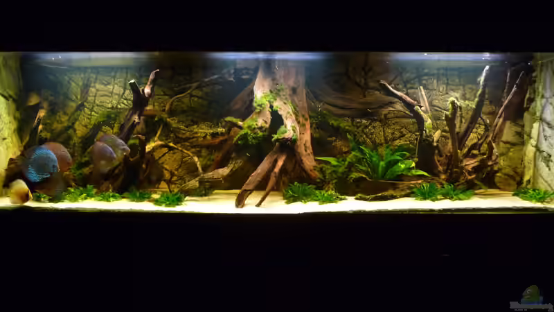 Diskusbecken von carkl (2)