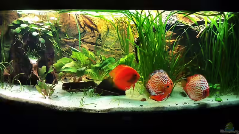 Diskusbecken von LockHeed (1)