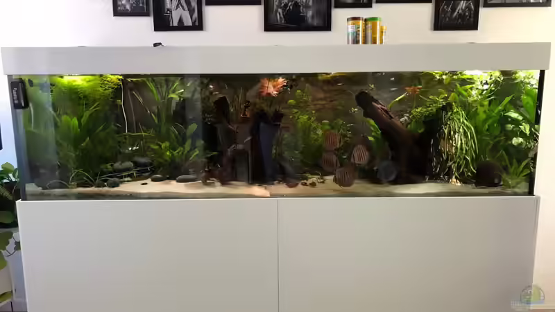 Diskusbecken von stroelly (1)