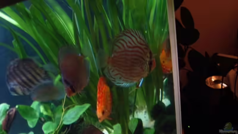 Diskuse ? Disketten ? ;) von Robert Kolovrat (19)