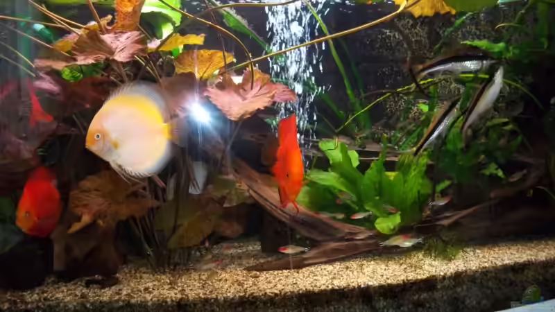 Diskusfische, Rotkopfsalmer und Streifenbärblinge von Uwe Raschke (17)