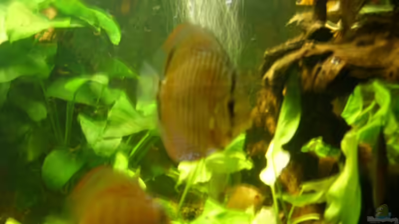 Diskusfische von Ulrich Sauerhering (66)