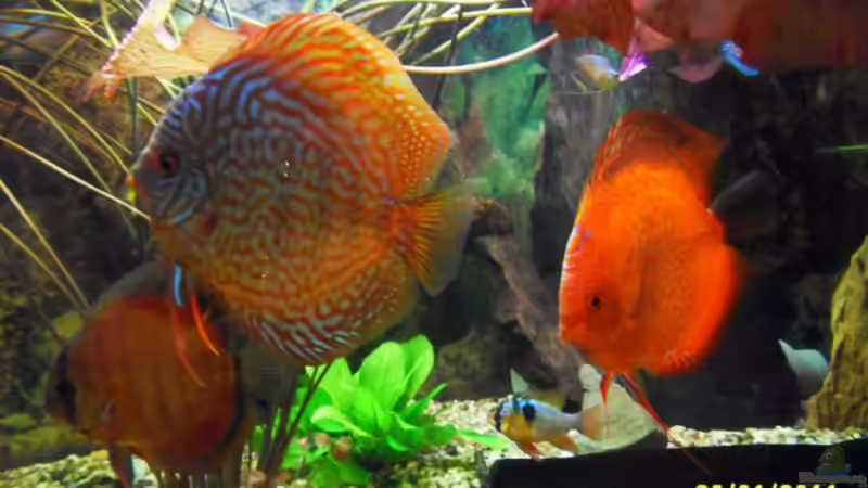 Diskusfische von Ulrich Sauerhering (87)