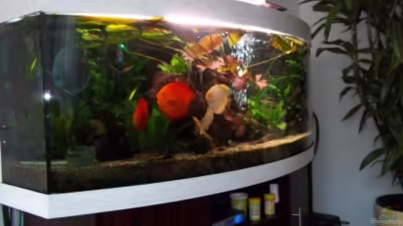 Diskusfische von Uwe Raschke (18)