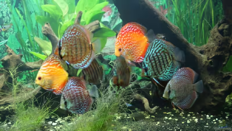 diskusgruppe 2 von wolle04 (16)