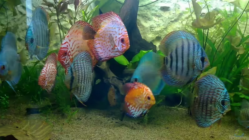 Diskusgruppe von Blue2 (20)