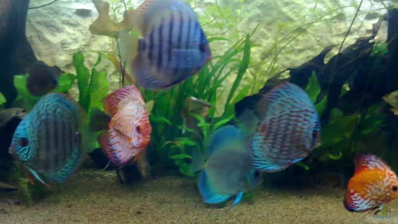 Diskusgruppe von Blue2 (21)