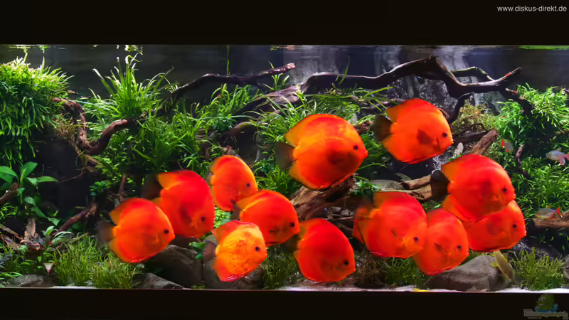 Diskusgruppe von Diskus-Direkt (17)