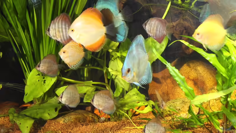 Diskusjungtiere,Erstbesatz 30 Stück zwischen 3,5 bis 5,5 cm. von Armin Sauer (14)