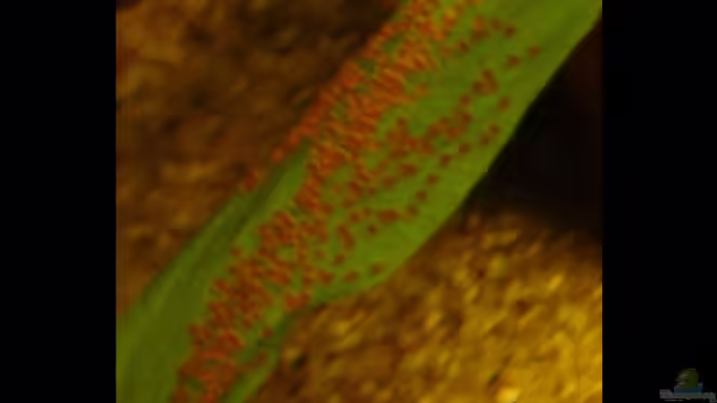 Diskuslaich von The_Lizardking (19)