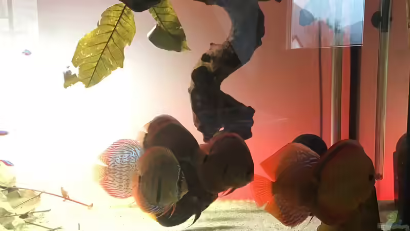 Diskusschwarm unter Wurzel von Soundmann (2)