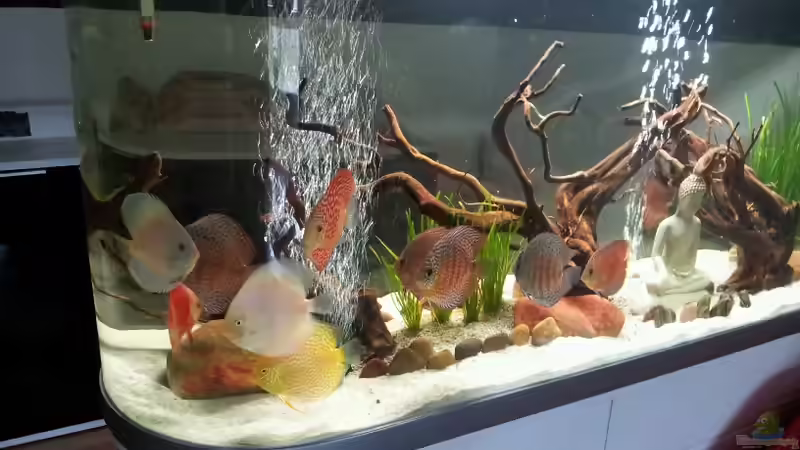 Diskusschwarm von Timo2208 (5)