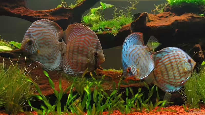 Diskusse von Hubert Demonty (20)