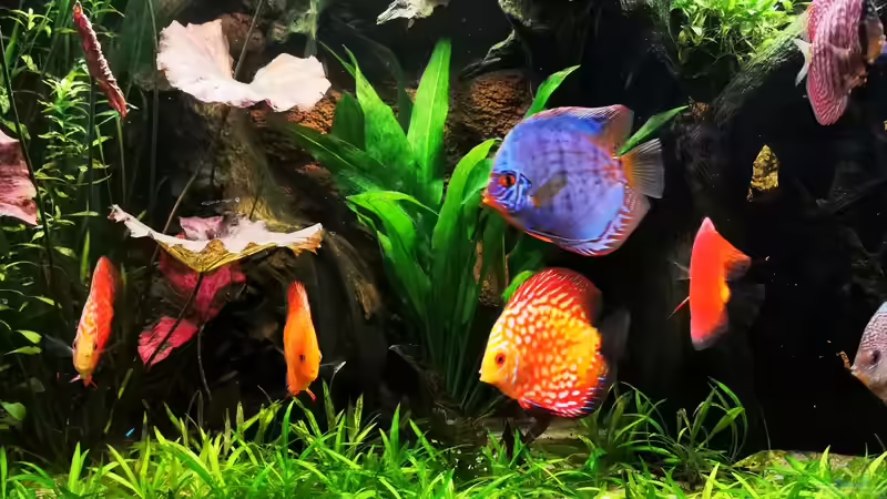 Diskusse von Odonata (29)