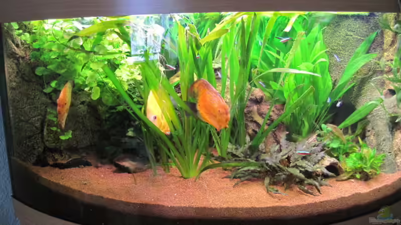 Diskustrio 30.12.2010 von Jogi (4)