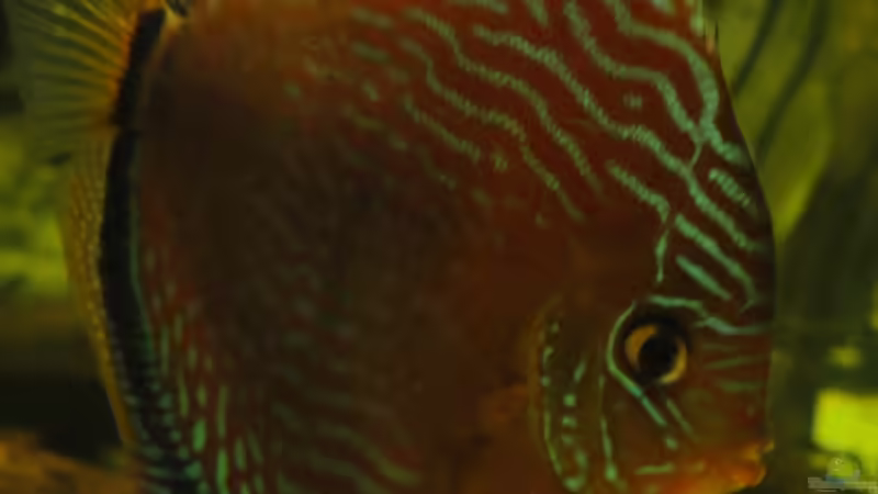 Diskusweibchen mit freischwimmenden Larven 14.4.2011 von Laura (23)