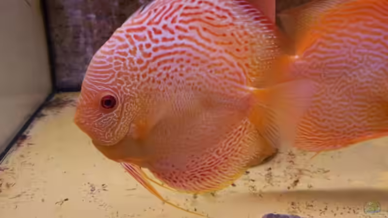 Diskuszuchtpaar Snakeskin White Albino Jumbo -Größe von Discus (53)
