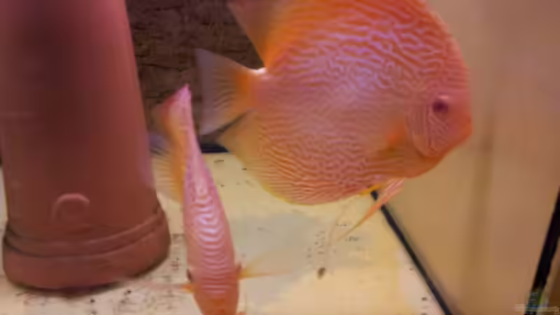 Diskuszuchtpaar Snakeskin White Albino Jumbo -Größe von Discus (54)