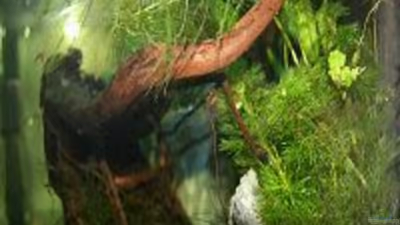 div. Schwimmpflanzen nach 3 wöchigem wässern eingesetzt von Simone Meinicke (4)