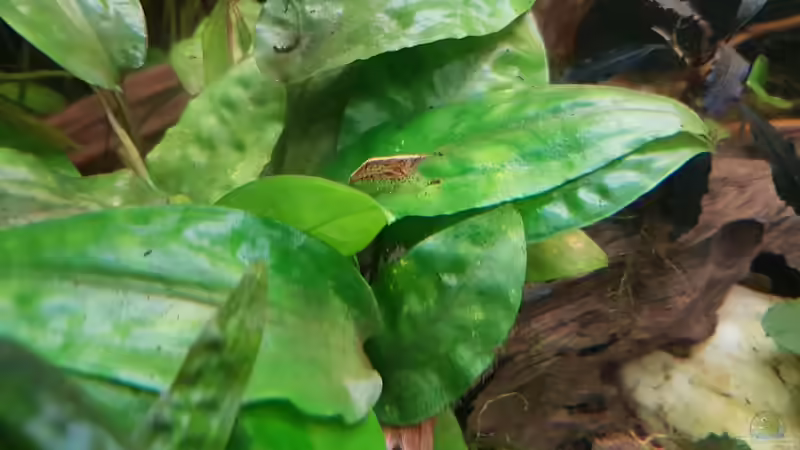 div. Zwerggarnelen hier mal mit gelben streifen von River Creator (32)