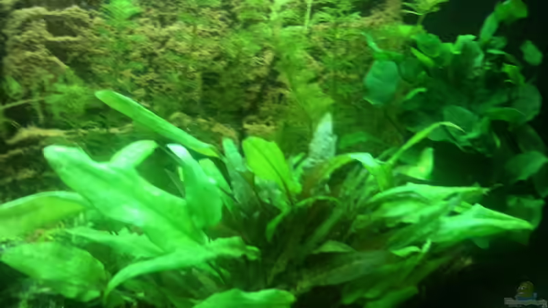 div.Pflanzen von Michael Geiger (2)