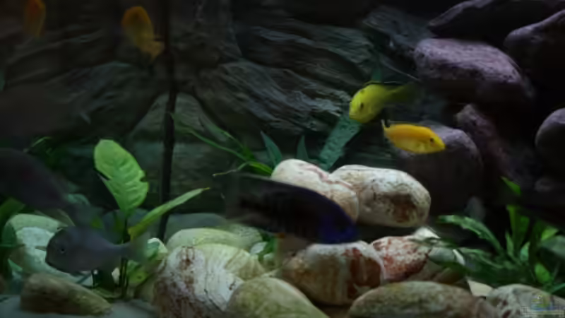 Diverse Anubias & runde Steine von Sergio Raimundo (4)