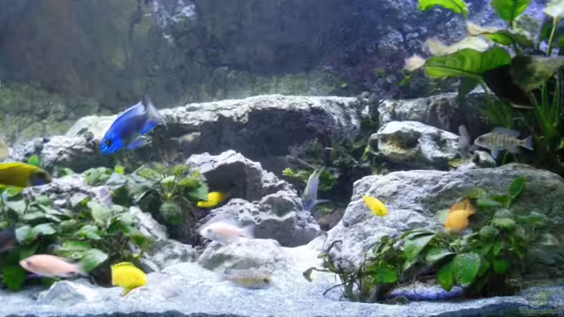 diverse Anubias var. nana auf Kokosnussschalen von tomwu (8)