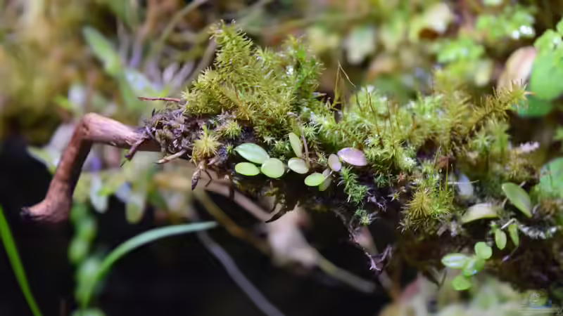 Diverse aufgebundene Moose mit Barbosella cogniauxiana von Junglist (22)