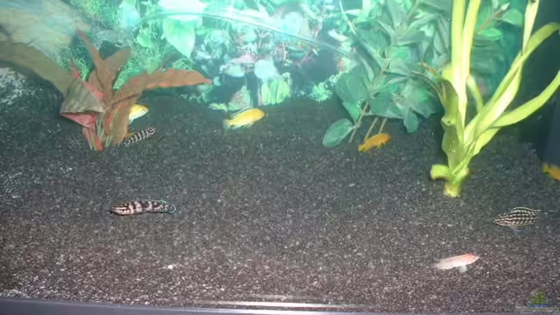 Diverse Fischis 2 vor dem Lochgestein von Detlef Hasselbach (15)