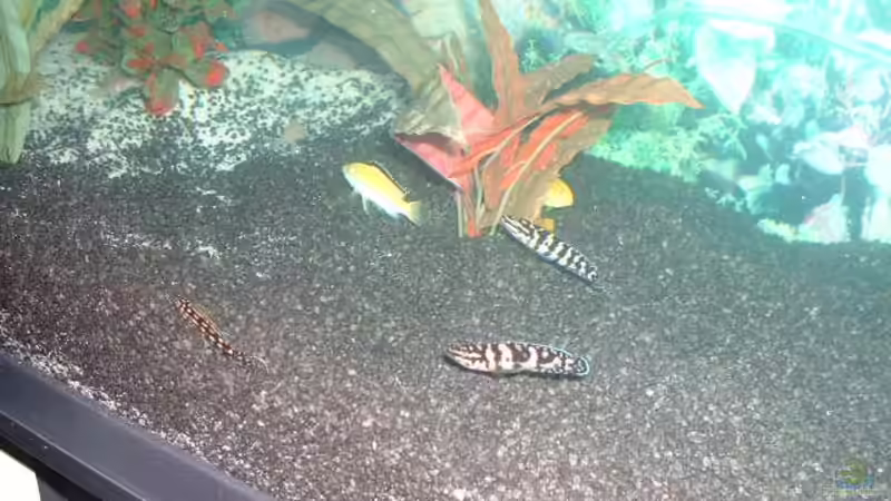 Diverse Fischis 3 vor dem Lochgestein von Detlef Hasselbach (16)