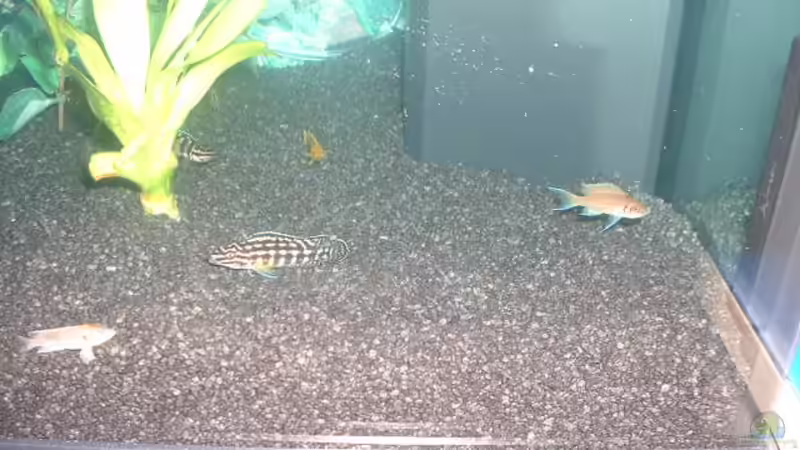 Lochgestein im Aquarium als Dekoration