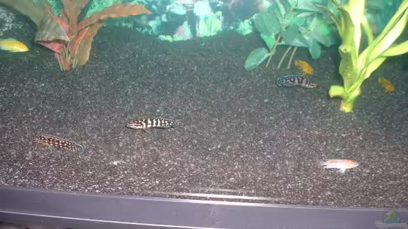 Diverse Fischis 5 vor dem Lochgestein von Detlef Hasselbach (18)