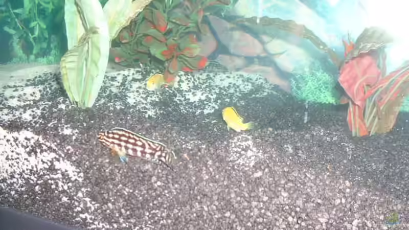 Diverse Fischis 6 vor dem Lochgestein von Detlef Hasselbach (19)