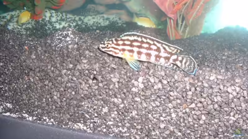Lochgestein im Aquarium als Dekoration