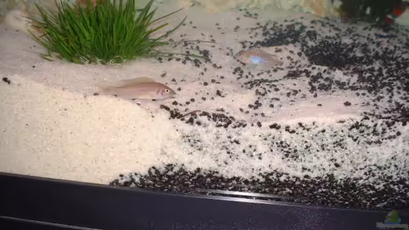 Diverse Fischis 8 vor dem Lochgestein von Detlef Hasselbach (21)