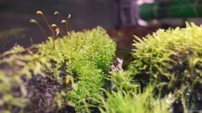 Diverse Moose am Bachlauf von Junglist (10)