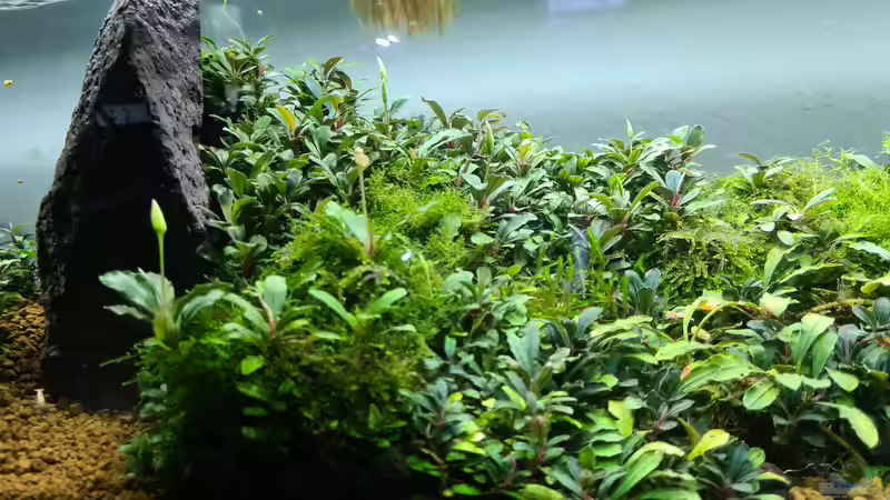 Diverse Moose zwischen den Pflanzen von AquaTobi90 (10)