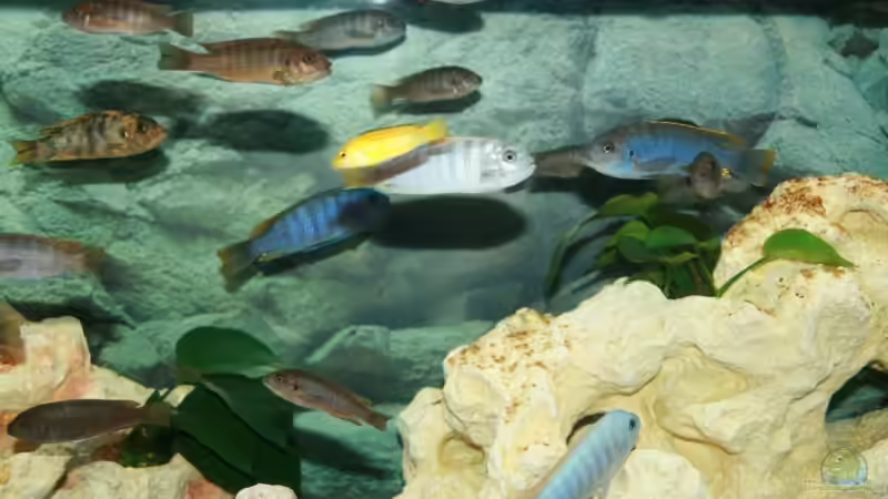 Metriaclima mbenjii im Aquarium halten (Einrichtungsbeispiele für Maylandia mbenjii)