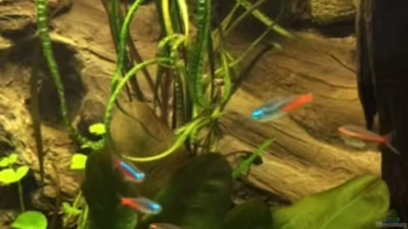 diverse Salmler von Captain Gü (44)