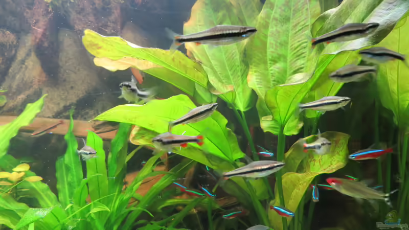 diverse Salmler von Jan S. (51)