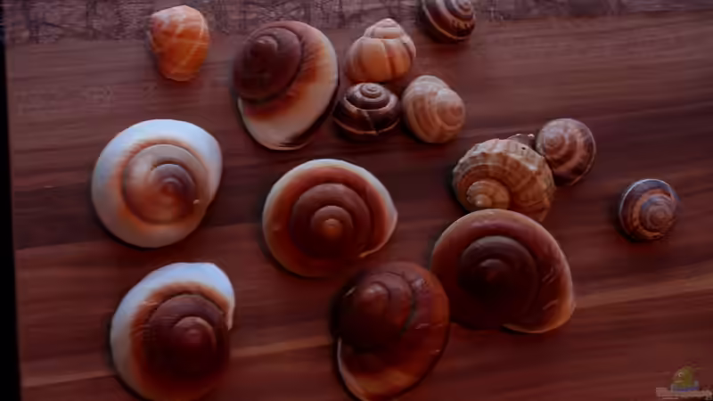 Diverse Schnecken von Koehler (21)