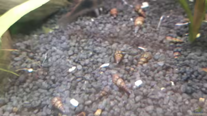 Diverse Turmdeckelschnecken - eingeschleppt von Kathys 2014 (9)