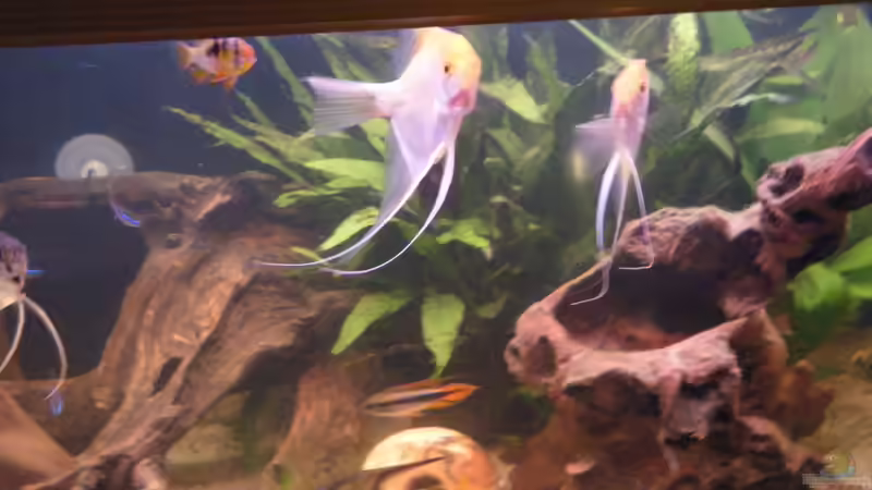 Diverse von Tommy&Hanny (13)