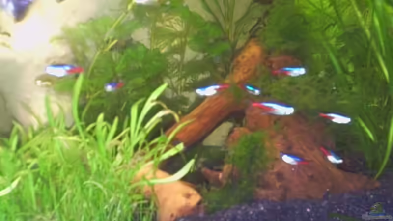 diverse Wurzeln übereinandergeschichtet um Verstecke zu schaffen von Hans Grutschnig (4)