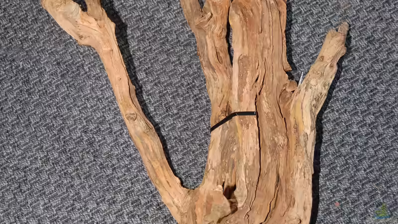 Diverse Wurzelstücke werden mit Kabelbinder verbunden von Junglist (28)