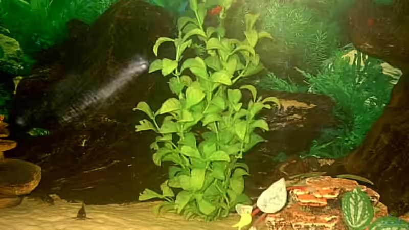 Diverses Wurzelwerk. von Robert Schröder (8)