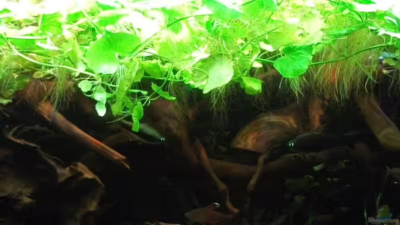 DIY Alternativen zur Rückwand!